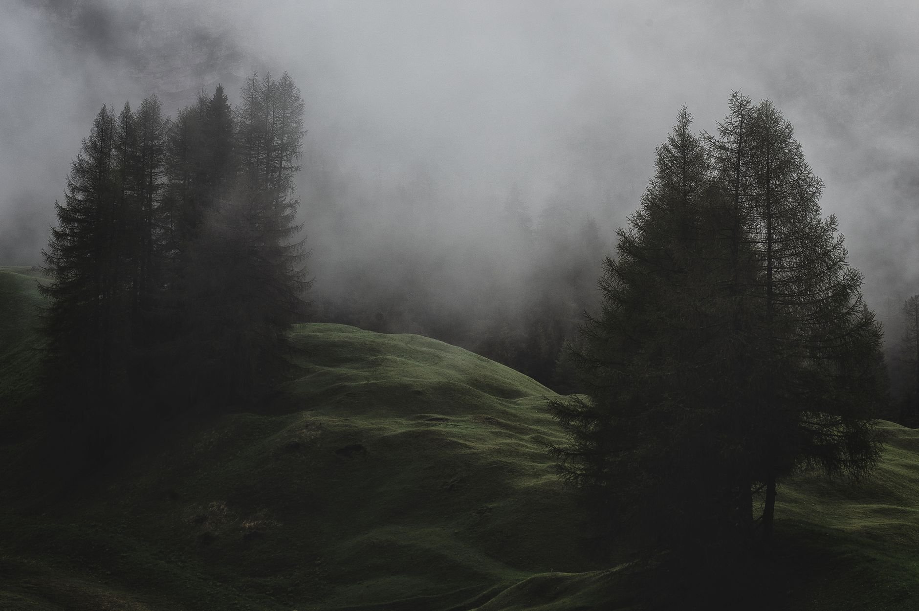 Serene misty landscape featuring evergreen trees and rolling hills in a foggy forest